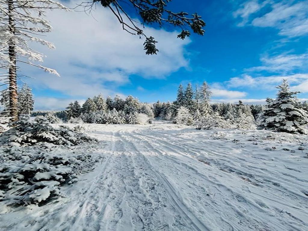 Schwarzwald Nescht Triberg Lejlighed Triberg im Schwarzwald Eksteriør billede